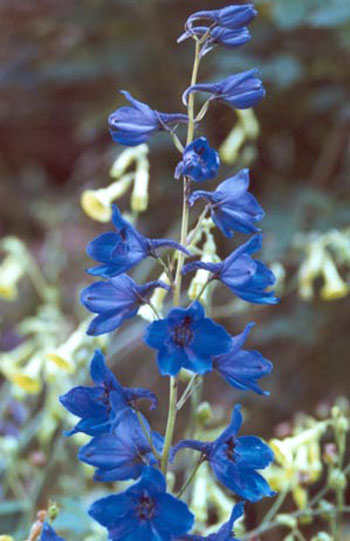 Blue Wax Flower