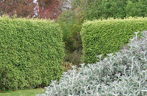  A beautiful green hedge. 