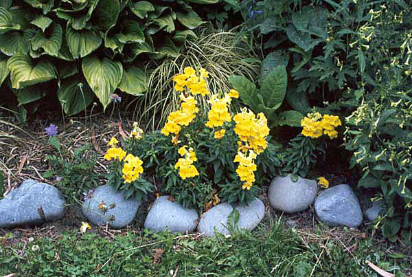 easy growing annuals