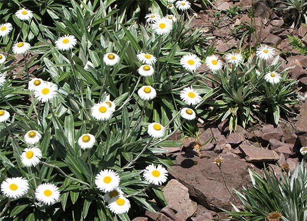  New Zealand flowers, perfect for a sunny rockery. 