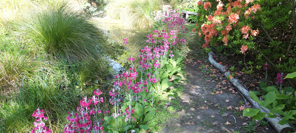  A path at Flaxmere. 