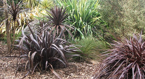  The spiky New Zealand cordylines and flaxes. 