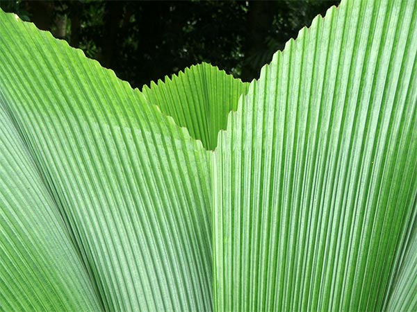  The huge leaves of the Umbrella Palm. 