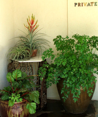  Private pots, full of vegetables and other plants... 