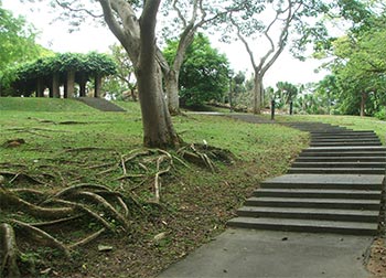  Tree roots and steps. 