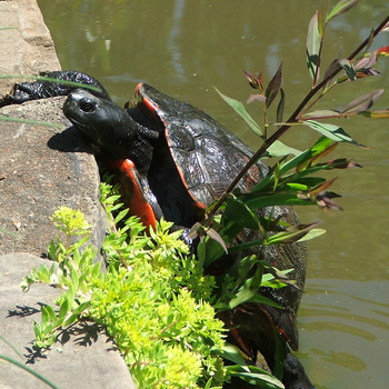  Turtle in the pond. 