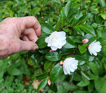  And an old gardening hand! 