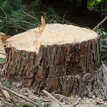  The remains of the big gum tree. It could turn into another seat? 