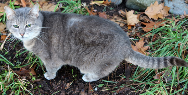  My pretty grey cat. 