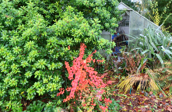  Escallonia and Berberis, with a Silver Astelia around the side. 