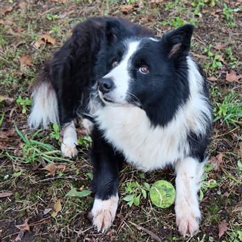  Please throw the ball... 