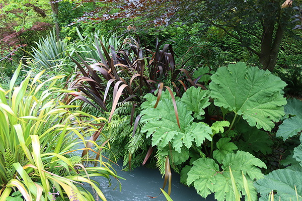  Phormiums and Gunnera 