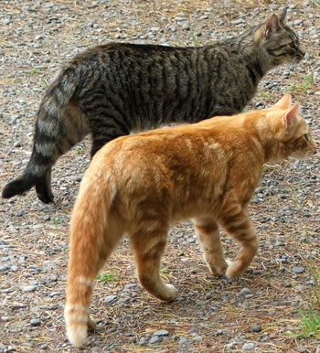  Percy with his sister-cat Histeria the tabby. 