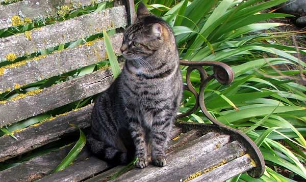 cat-seat-iris.jpg
