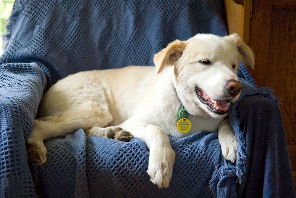  Rusty relaxing in the blue chair. 