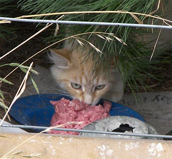  One of the mother cats in the colony. 