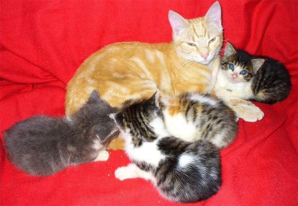  Kittens Tommie and Tippee curl up with young adult boy-cat Mini-Mee. 