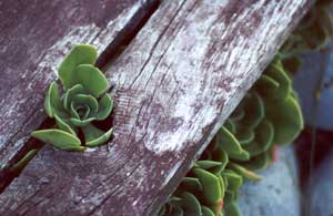  A group of sempervivums lives happily underneath this seat over the water race. 