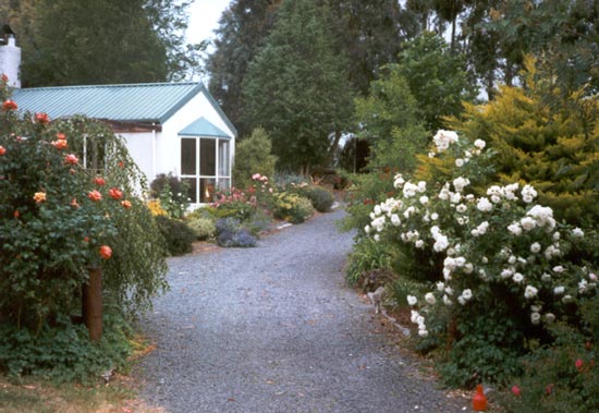 driveway garden roses