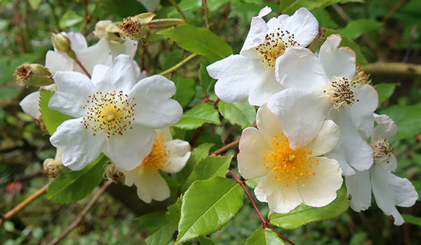  In the Driveway Garden. 