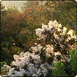  Beth Chatto's Gardens 