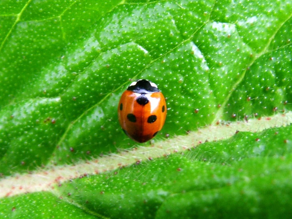 Ladybird Leaf