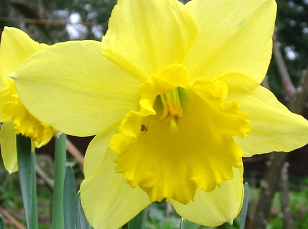  and the most representative of all the daffodil flowers.