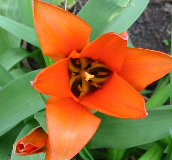  Isn't the flower detail beautiful! 