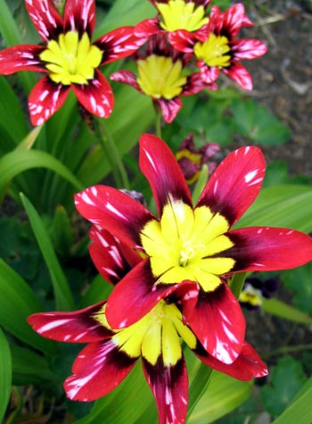  All things bright and beautiful... 