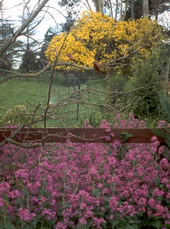  An early photograph of honesty in one of the house borders. 