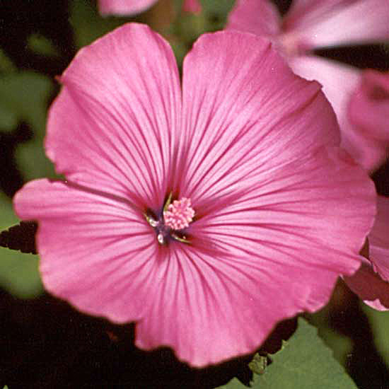 I love this brightly coloured plant