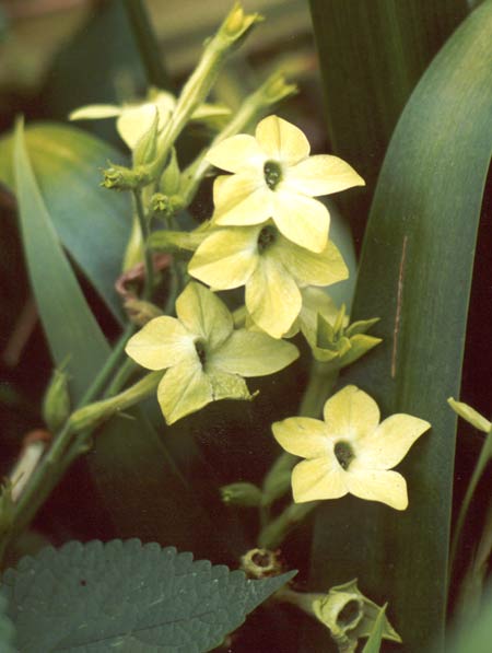 I just love Nicotianas.