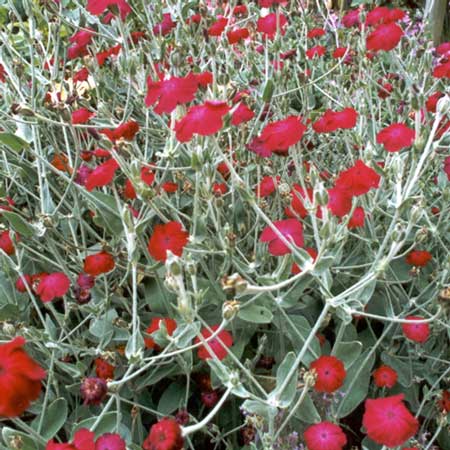  I used to faithfully deadhead my Lychnis plants, when I was a keen new gardener. 