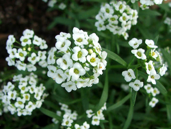http://www.mooseyscountrygarden.com/flowering-annuals/sweet-allysum-white.jpg