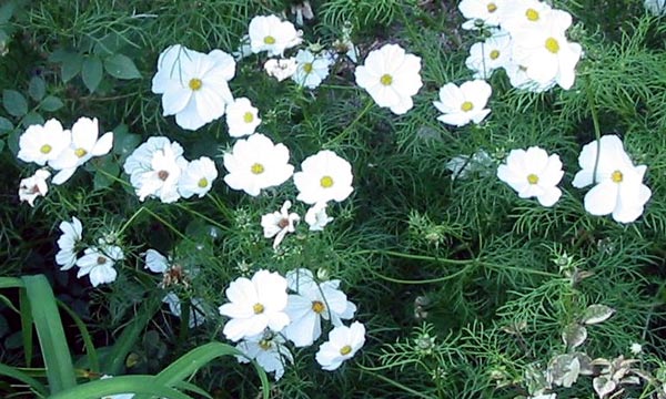  This Cosmos self seeds in the driveway border. 
