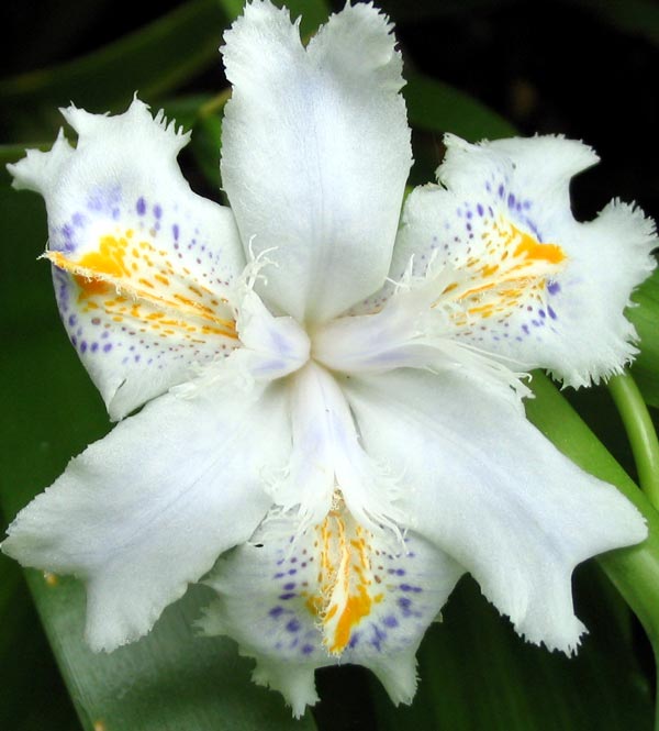 iris japonica