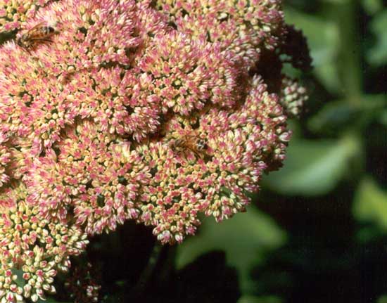 Sedums like full sun.