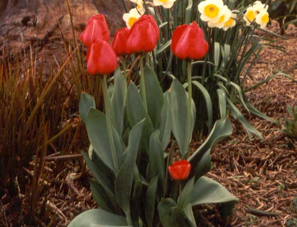 A typical Spring look. 