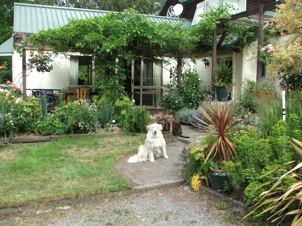 house-patio-dog.jpg