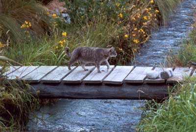  Jerome the cat looking for gardener company. 