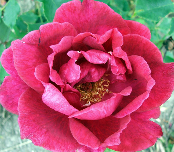  The climbing version of this famous fragrant rose. 