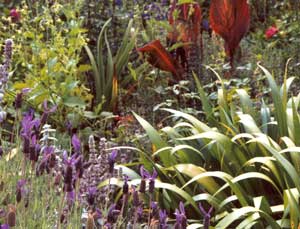  Spot the path between the lavender and the drift of Iris Japonica. 
