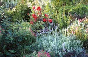  There is a path in here, beneath the catmint, somewhere... 
