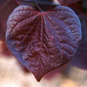 Cornus Leaf
