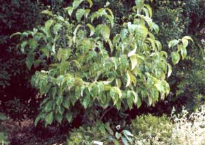  This dogwood is happy planted in a sheltered spot between the Pittosporums. 