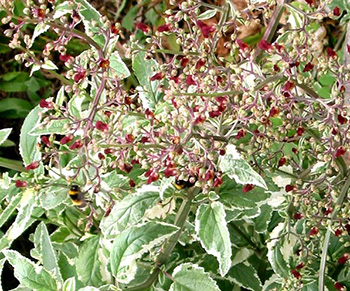  The bees love the little red flowers. 