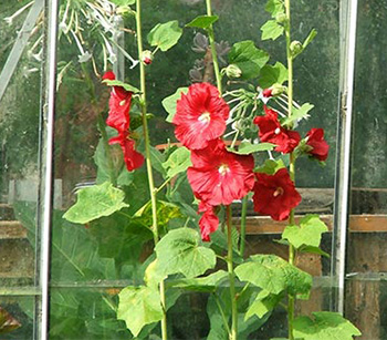  Growing behind the glass-house. 