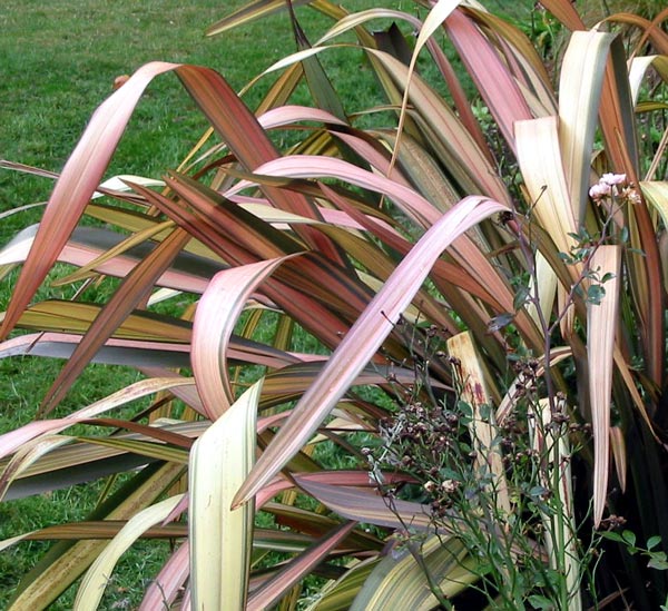 This flax has a delicate weeping habit. This flax has a delicate weeping habit.