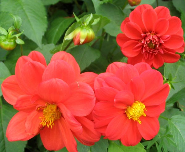  There are clumps of abandoned red dahlias throughout the Hump - all trying to flower. 