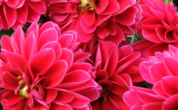  These sprawl in the Pergola garden every March - when will I remember to stake them? 